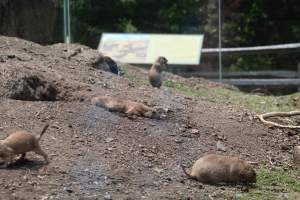 Turtle Back Zoo - Photos taken at the Turtle Back Zoo in West Orange, New Jersey. - Captured at Turtle Back Zoo, West Orange NJ United States.