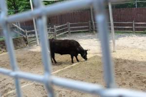 Turtle Back Zoo - Photos taken at the Turtle Back Zoo in West Orange, New Jersey. - Captured at Turtle Back Zoo, West Orange NJ United States.