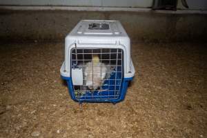 Broiler rescue 2025 - On October 29th, animal rescuer Zoe Rosenberg was convicted of felony conspiracy and multiple misdemeanours for rescuing four sick chickens from a slaughterhouse in California. For saving four lives, she faces up to five years in prison.
In November, investigators from Farm Transparency Project visited an Australian 'broiler' farm to rescue eight 'meat chickens.' Broiler chickens are dumped in long sheds at just one day old. They spend their entire, short lives in the same shed, which becomes more and more filthy and contaminated with ammonia from a build-up of urine and faeces π
Broiler chickens have been selectively bred and genetically manipulated over years to grow at a rate 300 times faster than that of birds bred in the 1960s, reaching 2.2 kilograms in just 35 days. Consequently, broiler chickens experience several health complications that cause them needless suffering and pain π
In modern factory farms, chickens reach slaughter weight at just 5-6 weeks old, at which point they can barely support their own weight. These chickens are just 1-2 weeks old, still young enough to have not fully lost their fluffy yellow baby feathers. Already, some were observed struggling to stand upright and walk.
Meat chickens in total confinement systems are farmed in large sheds. The sizes of the sheds can vary, however typical sheds are 150 meters long and 15 meters wide, housing up to 40,000 chickens in each. The largest sheds can house up to 60,000 broiler chickens. Feed and watering systems in broiler sheds are all automated. On some farms, chickens can go days without being checked on by farmers, living among dead and dying birds whose bodies have failed them before reaching slaughter weight π
These chickens would have been killed by the end of this month. Instead, they'll live out their lives surrounded by love and care. Just like every chicken deserves.
We stand with Zoe to say that animal rescue is not a crime. Saving lives should not mean a prison sentence.