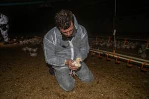 Broiler rescue 2025 - On October 29th, animal rescuer Zoe Rosenberg was convicted of felony conspiracy and multiple misdemeanours for rescuing four sick chickens from a slaughterhouse in California. For saving four lives, she faces up to five years in prison.
In November, investigators from Farm Transparency Project visited an Australian 'broiler' farm to rescue eight 'meat chickens.' Broiler chickens are dumped in long sheds at just one day old. They spend their entire, short lives in the same shed, which becomes more and more filthy and contaminated with ammonia from a build-up of urine and faeces π
Broiler chickens have been selectively bred and genetically manipulated over years to grow at a rate 300 times faster than that of birds bred in the 1960s, reaching 2.2 kilograms in just 35 days. Consequently, broiler chickens experience several health complications that cause them needless suffering and pain π
In modern factory farms, chickens reach slaughter weight at just 5-6 weeks old, at which point they can barely support their own weight. These chickens are just 1-2 weeks old, still young enough to have not fully lost their fluffy yellow baby feathers. Already, some were observed struggling to stand upright and walk.
Meat chickens in total confinement systems are farmed in large sheds. The sizes of the sheds can vary, however typical sheds are 150 meters long and 15 meters wide, housing up to 40,000 chickens in each. The largest sheds can house up to 60,000 broiler chickens. Feed and watering systems in broiler sheds are all automated. On some farms, chickens can go days without being checked on by farmers, living among dead and dying birds whose bodies have failed them before reaching slaughter weight π
These chickens would have been killed by the end of this month. Instead, they'll live out their lives surrounded by love and care. Just like every chicken deserves.
We stand with Zoe to say that animal rescue is not a crime. Saving lives should not mean a prison sentence.