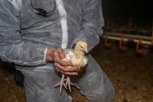 Broiler rescue 2025 - On October 29th, animal rescuer Zoe Rosenberg was convicted of felony conspiracy and multiple misdemeanours for rescuing four sick chickens from a slaughterhouse in California. For saving four lives, she faces up to five years in prison.
In November, investigators from Farm Transparency Project visited an Australian 'broiler' farm to rescue eight 'meat chickens.' Broiler chickens are dumped in long sheds at just one day old. They spend their entire, short lives in the same shed, which becomes more and more filthy and contaminated with ammonia from a build-up of urine and faeces π
Broiler chickens have been selectively bred and genetically manipulated over years to grow at a rate 300 times faster than that of birds bred in the 1960s, reaching 2.2 kilograms in just 35 days. Consequently, broiler chickens experience several health complications that cause them needless suffering and pain π
In modern factory farms, chickens reach slaughter weight at just 5-6 weeks old, at which point they can barely support their own weight. These chickens are just 1-2 weeks old, still young enough to have not fully lost their fluffy yellow baby feathers. Already, some were observed struggling to stand upright and walk.
Meat chickens in total confinement systems are farmed in large sheds. The sizes of the sheds can vary, however typical sheds are 150 meters long and 15 meters wide, housing up to 40,000 chickens in each. The largest sheds can house up to 60,000 broiler chickens. Feed and watering systems in broiler sheds are all automated. On some farms, chickens can go days without being checked on by farmers, living among dead and dying birds whose bodies have failed them before reaching slaughter weight π
These chickens would have been killed by the end of this month. Instead, they'll live out their lives surrounded by love and care. Just like every chicken deserves.
We stand with Zoe to say that animal rescue is not a crime. Saving lives should not mean a prison sentence.