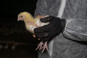 Broiler rescue 2025 - On October 29th, animal rescuer Zoe Rosenberg was convicted of felony conspiracy and multiple misdemeanours for rescuing four sick chickens from a slaughterhouse in California. For saving four lives, she faces up to five years in prison.
In November, investigators from Farm Transparency Project visited an Australian 'broiler' farm to rescue eight 'meat chickens.' Broiler chickens are dumped in long sheds at just one day old. They spend their entire, short lives in the same shed, which becomes more and more filthy and contaminated with ammonia from a build-up of urine and faeces π
Broiler chickens have been selectively bred and genetically manipulated over years to grow at a rate 300 times faster than that of birds bred in the 1960s, reaching 2.2 kilograms in just 35 days. Consequently, broiler chickens experience several health complications that cause them needless suffering and pain π
In modern factory farms, chickens reach slaughter weight at just 5-6 weeks old, at which point they can barely support their own weight. These chickens are just 1-2 weeks old, still young enough to have not fully lost their fluffy yellow baby feathers. Already, some were observed struggling to stand upright and walk.
Meat chickens in total confinement systems are farmed in large sheds. The sizes of the sheds can vary, however typical sheds are 150 meters long and 15 meters wide, housing up to 40,000 chickens in each. The largest sheds can house up to 60,000 broiler chickens. Feed and watering systems in broiler sheds are all automated. On some farms, chickens can go days without being checked on by farmers, living among dead and dying birds whose bodies have failed them before reaching slaughter weight π
These chickens would have been killed by the end of this month. Instead, they'll live out their lives surrounded by love and care. Just like every chicken deserves.
We stand with Zoe to say that animal rescue is not a crime. Saving lives should not mean a prison sentence.