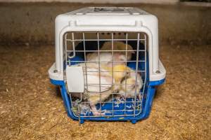 Broiler rescue 2025 - On October 29th, animal rescuer Zoe Rosenberg was convicted of felony conspiracy and multiple misdemeanours for rescuing four sick chickens from a slaughterhouse in California. For saving four lives, she faces up to five years in prison.
In November, investigators from Farm Transparency Project visited an Australian 'broiler' farm to rescue eight 'meat chickens.' Broiler chickens are dumped in long sheds at just one day old. They spend their entire, short lives in the same shed, which becomes more and more filthy and contaminated with ammonia from a build-up of urine and faeces π
Broiler chickens have been selectively bred and genetically manipulated over years to grow at a rate 300 times faster than that of birds bred in the 1960s, reaching 2.2 kilograms in just 35 days. Consequently, broiler chickens experience several health complications that cause them needless suffering and pain π
In modern factory farms, chickens reach slaughter weight at just 5-6 weeks old, at which point they can barely support their own weight. These chickens are just 1-2 weeks old, still young enough to have not fully lost their fluffy yellow baby feathers. Already, some were observed struggling to stand upright and walk.
Meat chickens in total confinement systems are farmed in large sheds. The sizes of the sheds can vary, however typical sheds are 150 meters long and 15 meters wide, housing up to 40,000 chickens in each. The largest sheds can house up to 60,000 broiler chickens. Feed and watering systems in broiler sheds are all automated. On some farms, chickens can go days without being checked on by farmers, living among dead and dying birds whose bodies have failed them before reaching slaughter weight π
These chickens would have been killed by the end of this month. Instead, they'll live out their lives surrounded by love and care. Just like every chicken deserves.
We stand with Zoe to say that animal rescue is not a crime. Saving lives should not mean a prison sentence.