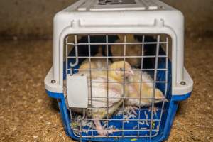 Broiler rescue 2025 - On October 29th, animal rescuer Zoe Rosenberg was convicted of felony conspiracy and multiple misdemeanours for rescuing four sick chickens from a slaughterhouse in California. For saving four lives, she faces up to five years in prison.
In November, investigators from Farm Transparency Project visited an Australian 'broiler' farm to rescue eight 'meat chickens.' Broiler chickens are dumped in long sheds at just one day old. They spend their entire, short lives in the same shed, which becomes more and more filthy and contaminated with ammonia from a build-up of urine and faeces π
Broiler chickens have been selectively bred and genetically manipulated over years to grow at a rate 300 times faster than that of birds bred in the 1960s, reaching 2.2 kilograms in just 35 days. Consequently, broiler chickens experience several health complications that cause them needless suffering and pain π
In modern factory farms, chickens reach slaughter weight at just 5-6 weeks old, at which point they can barely support their own weight. These chickens are just 1-2 weeks old, still young enough to have not fully lost their fluffy yellow baby feathers. Already, some were observed struggling to stand upright and walk.
Meat chickens in total confinement systems are farmed in large sheds. The sizes of the sheds can vary, however typical sheds are 150 meters long and 15 meters wide, housing up to 40,000 chickens in each. The largest sheds can house up to 60,000 broiler chickens. Feed and watering systems in broiler sheds are all automated. On some farms, chickens can go days without being checked on by farmers, living among dead and dying birds whose bodies have failed them before reaching slaughter weight π
These chickens would have been killed by the end of this month. Instead, they'll live out their lives surrounded by love and care. Just like every chicken deserves.
We stand with Zoe to say that animal rescue is not a crime. Saving lives should not mean a prison sentence.