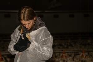 Broiler rescue 2025 - On October 29th, animal rescuer Zoe Rosenberg was convicted of felony conspiracy and multiple misdemeanours for rescuing four sick chickens from a slaughterhouse in California. For saving four lives, she faces up to five years in prison.
In November, investigators from Farm Transparency Project visited an Australian 'broiler' farm to rescue eight 'meat chickens.' Broiler chickens are dumped in long sheds at just one day old. They spend their entire, short lives in the same shed, which becomes more and more filthy and contaminated with ammonia from a build-up of urine and faeces π
Broiler chickens have been selectively bred and genetically manipulated over years to grow at a rate 300 times faster than that of birds bred in the 1960s, reaching 2.2 kilograms in just 35 days. Consequently, broiler chickens experience several health complications that cause them needless suffering and pain π
In modern factory farms, chickens reach slaughter weight at just 5-6 weeks old, at which point they can barely support their own weight. These chickens are just 1-2 weeks old, still young enough to have not fully lost their fluffy yellow baby feathers. Already, some were observed struggling to stand upright and walk.
Meat chickens in total confinement systems are farmed in large sheds. The sizes of the sheds can vary, however typical sheds are 150 meters long and 15 meters wide, housing up to 40,000 chickens in each. The largest sheds can house up to 60,000 broiler chickens. Feed and watering systems in broiler sheds are all automated. On some farms, chickens can go days without being checked on by farmers, living among dead and dying birds whose bodies have failed them before reaching slaughter weight π
These chickens would have been killed by the end of this month. Instead, they'll live out their lives surrounded by love and care. Just like every chicken deserves.
We stand with Zoe to say that animal rescue is not a crime. Saving lives should not mean a prison sentence.