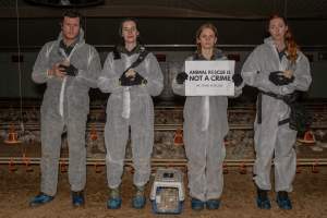 Broiler rescue 2025 - On October 29th, animal rescuer Zoe Rosenberg was convicted of felony conspiracy and multiple misdemeanours for rescuing four sick chickens from a slaughterhouse in California. For saving four lives, she faces up to five years in prison.
In November, investigators from Farm Transparency Project visited an Australian 'broiler' farm to rescue eight 'meat chickens.' Broiler chickens are dumped in long sheds at just one day old. They spend their entire, short lives in the same shed, which becomes more and more filthy and contaminated with ammonia from a build-up of urine and faeces π
Broiler chickens have been selectively bred and genetically manipulated over years to grow at a rate 300 times faster than that of birds bred in the 1960s, reaching 2.2 kilograms in just 35 days. Consequently, broiler chickens experience several health complications that cause them needless suffering and pain π
In modern factory farms, chickens reach slaughter weight at just 5-6 weeks old, at which point they can barely support their own weight. These chickens are just 1-2 weeks old, still young enough to have not fully lost their fluffy yellow baby feathers. Already, some were observed struggling to stand upright and walk.
Meat chickens in total confinement systems are farmed in large sheds. The sizes of the sheds can vary, however typical sheds are 150 meters long and 15 meters wide, housing up to 40,000 chickens in each. The largest sheds can house up to 60,000 broiler chickens. Feed and watering systems in broiler sheds are all automated. On some farms, chickens can go days without being checked on by farmers, living among dead and dying birds whose bodies have failed them before reaching slaughter weight π
These chickens would have been killed by the end of this month. Instead, they'll live out their lives surrounded by love and care. Just like every chicken deserves.
We stand with Zoe to say that animal rescue is not a crime. Saving lives should not mean a prison sentence.