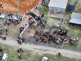 Captured at Yass Show Society - Rodeo Arena, Yass NSW Australia.