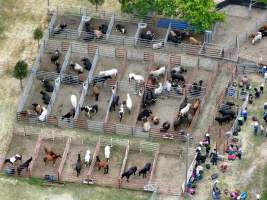 Captured at Yass Show Society - Rodeo Arena, Yass NSW Australia.