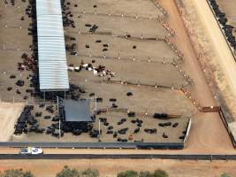 Captured at Gundamain Feedlot, Eugowra NSW Australia.