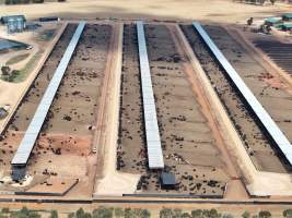 Captured at Gundamain Feedlot, Eugowra NSW Australia.