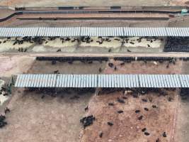 Captured at Gundamain Feedlot, Eugowra NSW Australia.