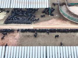 Captured at Gundamain Feedlot, Eugowra NSW Australia.