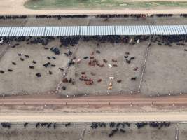 Captured at Gundamain Feedlot, Eugowra NSW Australia.