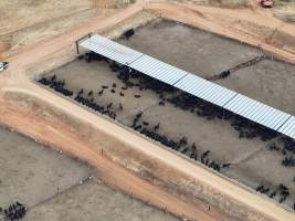 Captured at Gundamain Feedlot, Eugowra NSW Australia.