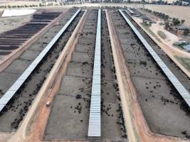 Captured at Gundamain Feedlot, Eugowra NSW Australia.