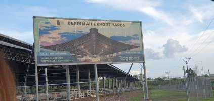 Cattle - Cattle waiting, crowded at the yards - Captured at Berrimah Export Yards, Wishart NT Australia.