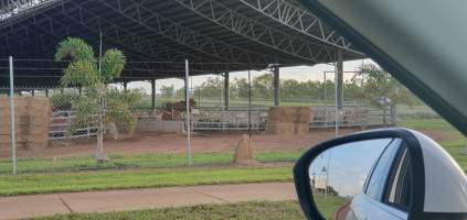 Cattle - Cattle waiting, crowded at the yards - Captured at Berrimah Export Yards, Wishart NT Australia.