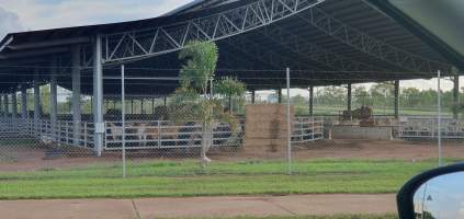 Cattle - Cattle waiting, crowded at the yards - Captured at Berrimah Export Yards, Wishart NT Australia.