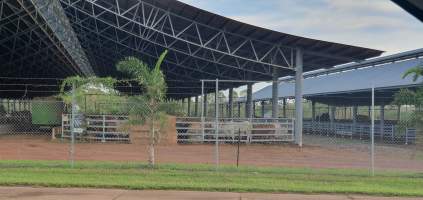 Cattle - Cattle waiting, crowded at the yards - Captured at Berrimah Export Yards, Wishart NT Australia.