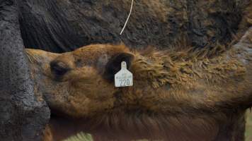 Summer Land Camels - Camels at Australia's largest camel dairy, Summer Land. - Captured at Summer Land Camel Dairy, Harrisville QLD Australia.