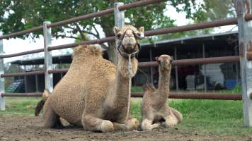Summer Land Camels - Camels at Australia's largest camel dairy, Summer Land. - Captured at Summer Land Camel Dairy, Harrisville QLD Australia.