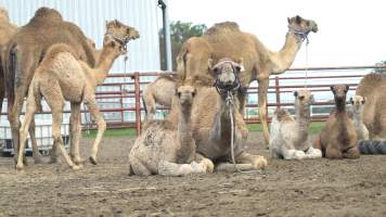 Summer Land Camels - Camels at Australia's largest camel dairy, Summer Land. - Captured at Summer Land Camel Dairy, Harrisville QLD Australia.