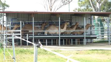 Summer Land Camels - Camels at Australia's largest camel dairy, Summer Land. - Captured at Summer Land Camel Dairy, Harrisville QLD Australia.