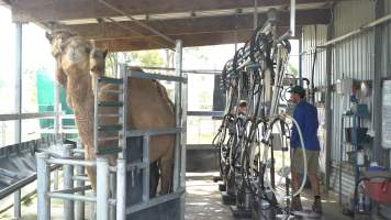 Summer Land Camels - Camels at Australia's largest camel dairy, Summer Land. - Captured at Summer Land Camel Dairy, Harrisville QLD Australia.