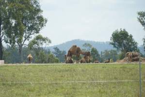 Summer Land Camels - Camels at Australia's largest camel dairy, Summer Land. - Captured at Summer Land Camel Dairy, Harrisville QLD Australia.