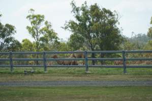 Summer Land Camels - Camels at Australia's largest camel dairy, Summer Land. - Captured at Summer Land Camel Dairy, Harrisville QLD Australia.