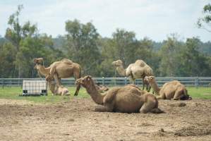 Summer Land Camels - Camels at Australia's largest camel dairy, Summer Land. - Captured at Summer Land Camel Dairy, Harrisville QLD Australia.