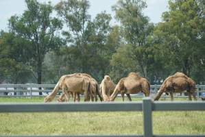 Summer Land Camels - Camels at Australia's largest camel dairy, Summer Land. - Captured at Summer Land Camel Dairy, Harrisville QLD Australia.