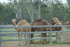 Summer Land Camels - Camels at Australia's largest camel dairy, Summer Land. - Captured at Summer Land Camel Dairy, Harrisville QLD Australia.