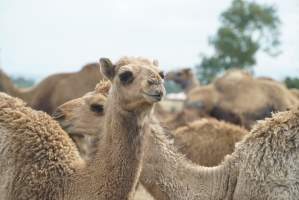 Summer Land Camels - Camels at Australia's largest camel dairy, Summer Land. - Captured at Summer Land Camel Dairy, Harrisville QLD Australia.