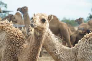 Summer Land Camels - Camels at Australia's largest camel dairy, Summer Land. - Captured at Summer Land Camel Dairy, Harrisville QLD Australia.