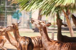 Bosque y Zoológico de la Ciudad 2023 - Photos taken at Bosque y Zoológico de la Ciudad of Mexicali, Mexico on June 25th, 2023. - Captured at Bosque y Zoológico de la Ciudad, San Marcos B.C. Mexico.