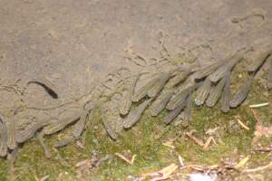 Bosque y Zoológico de la Ciudad 2023 - Photos taken at Bosque y Zoológico de la Ciudad of Mexicali, Mexico on June 25th, 2023. - Captured at Bosque y Zoológico de la Ciudad, San Marcos B.C. Mexico.