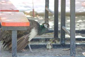 Bosque y Zoológico de la Ciudad 2023 - Photos taken at Bosque y Zoológico de la Ciudad of Mexicali, Mexico on June 25th, 2023. - Captured at Bosque y Zoológico de la Ciudad, San Marcos B.C. Mexico.