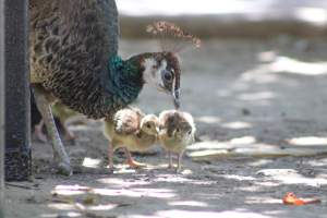 Bosque y Zoológico de la Ciudad 2023 - Photos taken at Bosque y Zoológico de la Ciudad of Mexicali, Mexico on June 25th, 2023. - Captured at Bosque y Zoológico de la Ciudad, San Marcos B.C. Mexico.