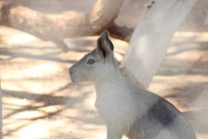 Bosque y Zoológico de la Ciudad 2023 - Photos taken at Bosque y Zoológico de la Ciudad of Mexicali, Mexico on June 25th, 2023. - Captured at Bosque y Zoológico de la Ciudad, San Marcos B.C. Mexico.