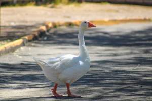 Bosque y Zoológico de la Ciudad 2023 - Photos taken at Bosque y Zoológico de la Ciudad of Mexicali, Mexico on June 25th, 2023. - Captured at Bosque y Zoológico de la Ciudad, San Marcos B.C. Mexico.