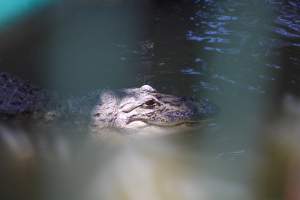 Bosque y Zoológico de la Ciudad 2023 - Photos taken at Bosque y Zoológico de la Ciudad of Mexicali, Mexico on June 25th, 2023. - Captured at Bosque y Zoológico de la Ciudad, San Marcos B.C. Mexico.