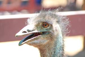 Bosque y Zoológico de la Ciudad 2023 - Photos taken at Bosque y Zoológico de la Ciudad of Mexicali, Mexico on June 25th, 2023. - Captured at Bosque y Zoológico de la Ciudad, San Marcos B.C. Mexico.