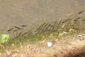Bosque y Zoológico de la Ciudad 2023 - Photos taken at Bosque y Zoológico de la Ciudad of Mexicali, Mexico on June 25th, 2023. - Captured at Bosque y Zoológico de la Ciudad, San Marcos B.C. Mexico.