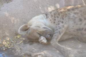Bosque y Zoológico de la Ciudad 2023 - Photos taken at Bosque y Zoológico de la Ciudad of Mexicali, Mexico on June 25th, 2023. - Captured at Bosque y Zoológico de la Ciudad, San Marcos B.C. Mexico.