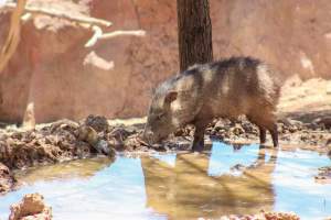 Bosque y Zoológico de la Ciudad 2023 - Photos taken at Bosque y Zoológico de la Ciudad of Mexicali, Mexico on June 25th, 2023. - Captured at Bosque y Zoológico de la Ciudad, San Marcos B.C. Mexico.