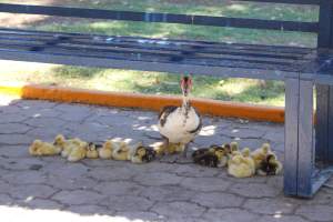 Bosque y Zoológico de la Ciudad 2023 - Photos taken at Bosque y Zoológico de la Ciudad of Mexicali, Mexico on June 25th, 2023. - Captured at Bosque y Zoológico de la Ciudad, San Marcos B.C. Mexico.