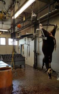 Cow Slaughter at Dey Farm at Oliveria Acres - Photo captures of a cow being slaughtered at Dey Farm at Oliveria Acres, via Google Maps - Captured at Dey Farm at Oliveira Acres, South Brunswick Township NJ United States.