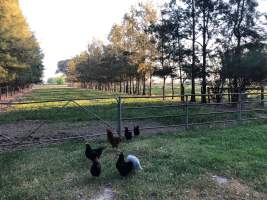 Real Estate Photos - Captured at Unknown grower piggery, Girgarre VIC Australia.