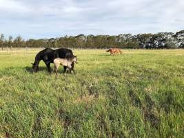 Real Estate Photos - Captured at Unknown grower piggery, Girgarre VIC Australia.
